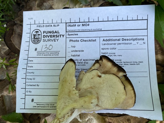 Black-staining Polypore (Meripilus sumstinei)