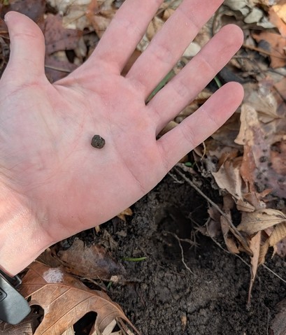 undefined (Elaphomyces sp.)