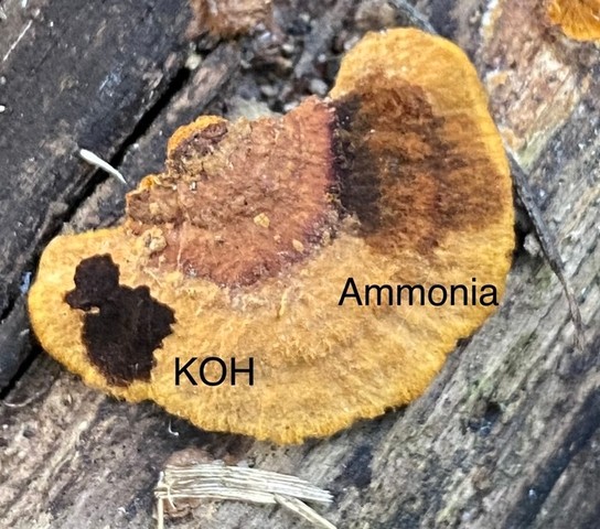 Mustard Yellow Polypore (Fuscoporia gilva)