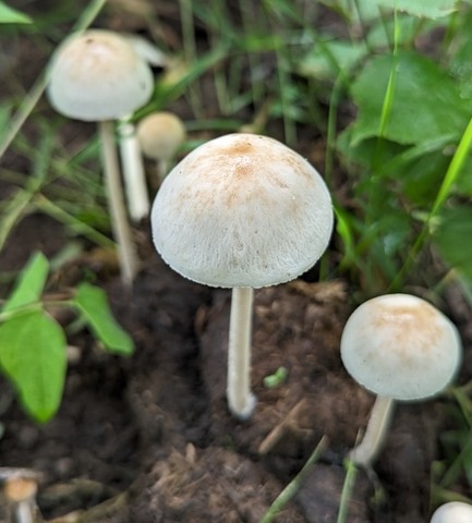 Antilles Panaeolus (Panaeolus antillarum)