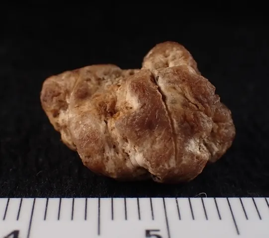 undefined (Hymenogaster spp.)