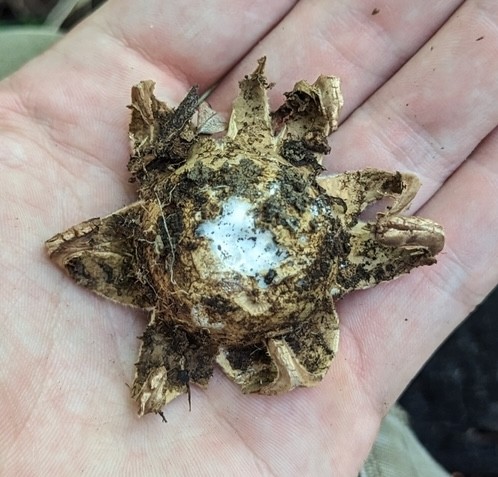 Collared Earthstar (Geastrum triplex)