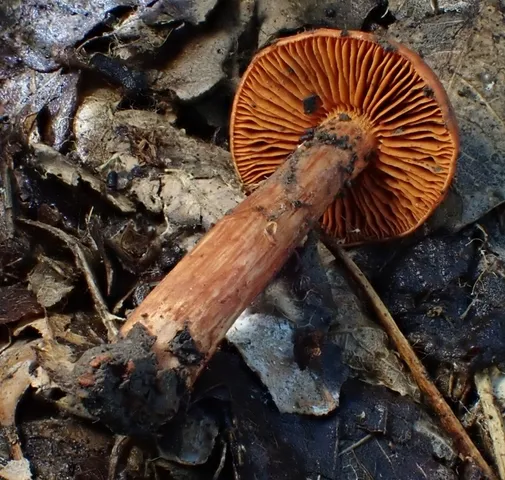 Hesler's Webcap (Cortinarius hesleri)