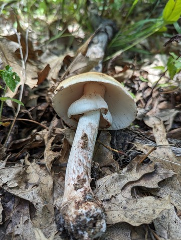 American Blusher (Amanita amerirubescens)