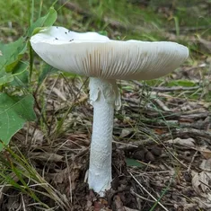 Garlic-Odored Death Cap