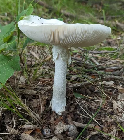 Amanita suballiacea