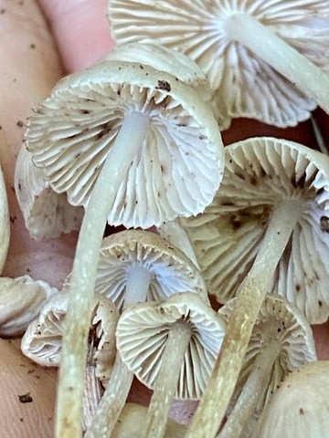 Clustered Bonnet (Mycena sp. 'inclinata-IN01')