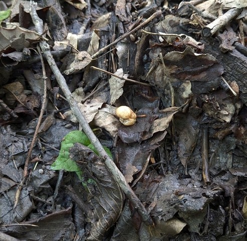 undefined (Tuber rugosum)