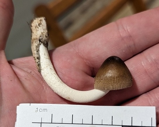 Long Wedge Ringless Amanita (Amanita longicuneus)