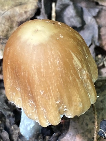 Pale Brittlestem (Candolleomyces candolleanus)