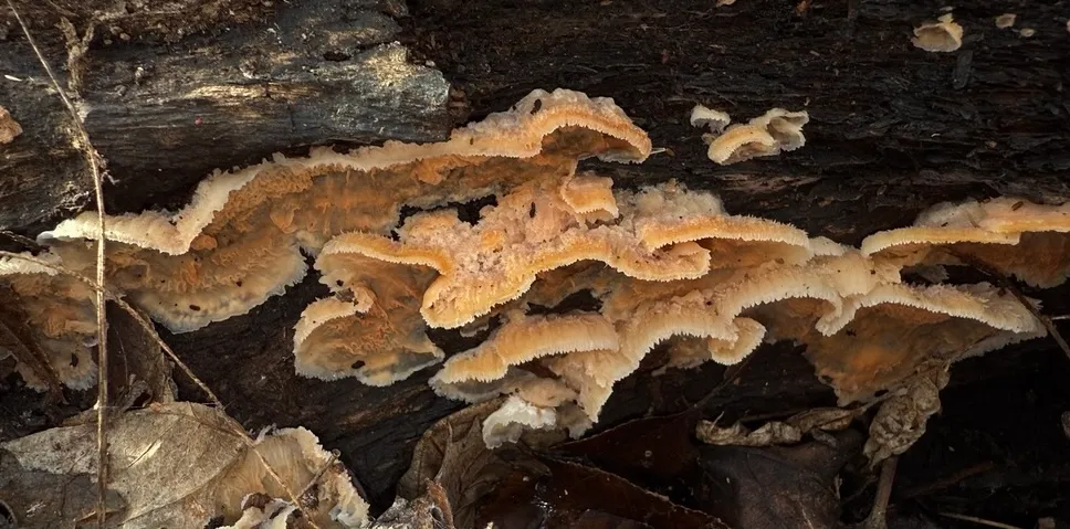 Trembling Crust (Merulius tremellosus)