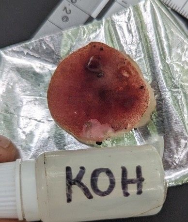 Red Gyroporus (Gyroporus purpurinus)