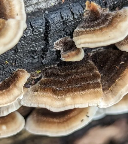 Turkey Tail (Trametes versicolor)