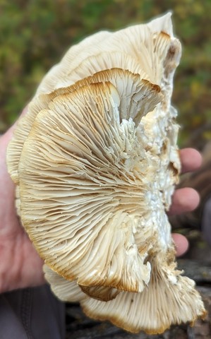 Common Oyster (Pleurotus ostreatus)