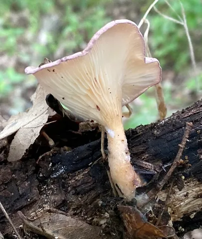 Lilac Oysterling (Panus conchatus)