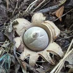 Collared Earthstar