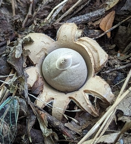 Collared Earthstar (Geastrum triplex)