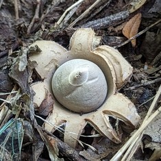 Collared Earthstar