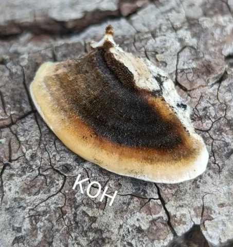 Turkey Tail (Trametes versicolor)