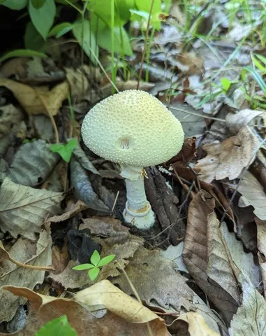 Small Funnel-veil Amanita (Amanita multisquamosa)