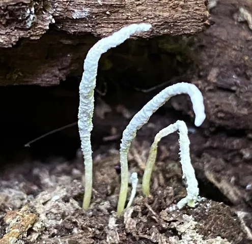 Slinder-Footed Cordyceps (Cordyceps tenuipes)