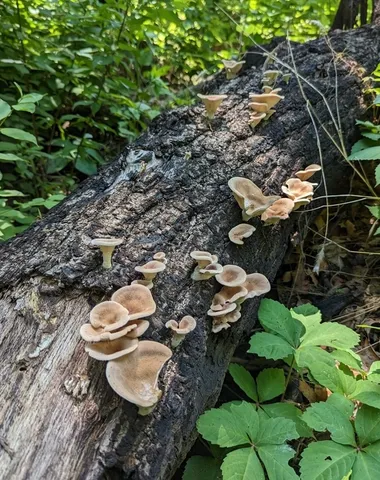 Hairy Oyster Mushroom (Panus lecomtei)