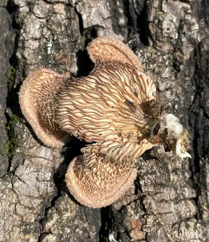 Hairy Oysterling (Panus lecomtei)