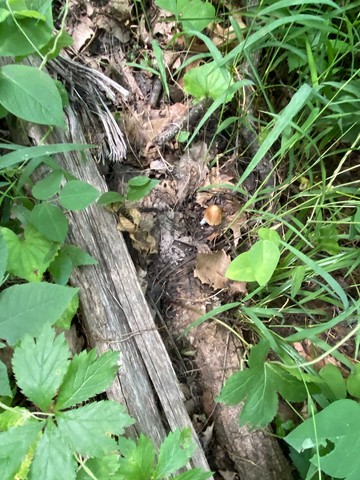 Pale Brittlestem (Candolleomyces candolleanus)