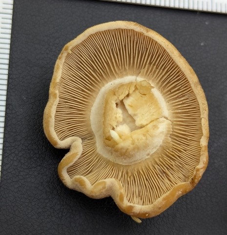 undefined (Calocybe hebelomoides)