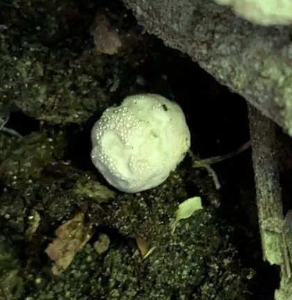 undefined (Phallogaster cf. phillipsii)