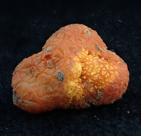 undefined (Pachyphlodes carnea)
