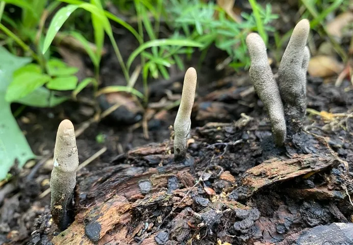 undefined (Xylaria sp-IN02)
