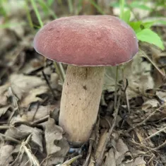 Reddish Brown Bitter Bolete