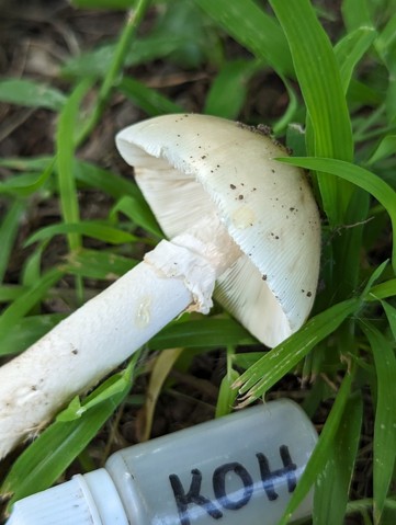 Murrill's Slender Caesar (Amanita murrilliana)