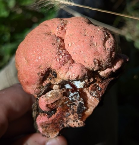 Beefsteak Fungus (Fistulina americana)