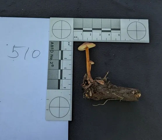 Orange Faint Foot Mushroom (Heimiomyces tenuipes)