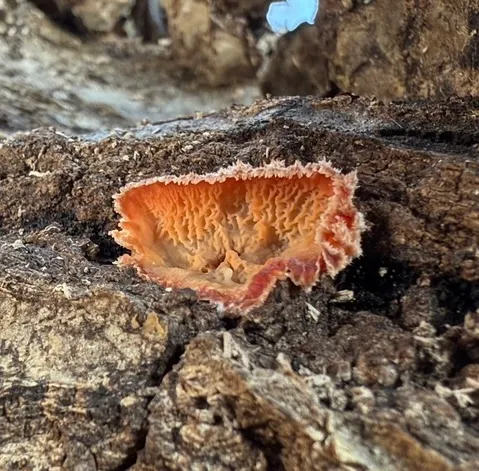 Trembling Crust (Merulius tremellosus)