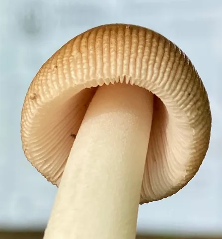 undefined (Amanita fuscozonata)