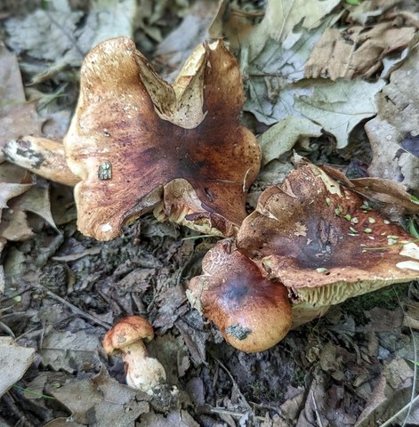 White-Banded Bitter Knight (Tricholoma amarissimum)