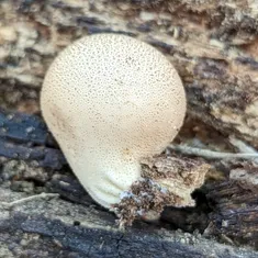 Pear-shaped Puffball