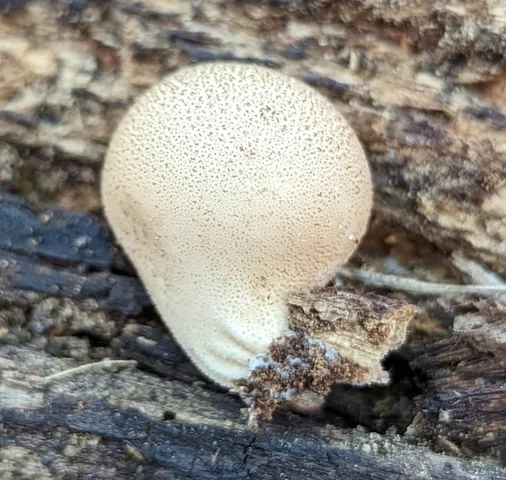 Pear-shaped Puffball (Apioperdon pyriforme)
