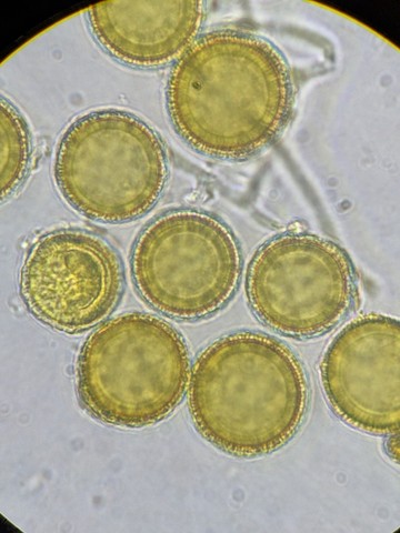 undefined (Elaphomyces sp.)