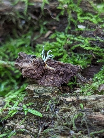 Hypercheeto (Polycephalomycetaceae)