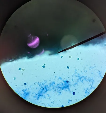 Purple-edged Lute (Callistosporium purpureomarginatum)