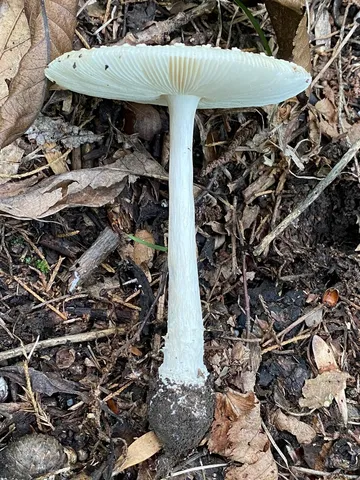 White Panther (Amanita multisquamosa)