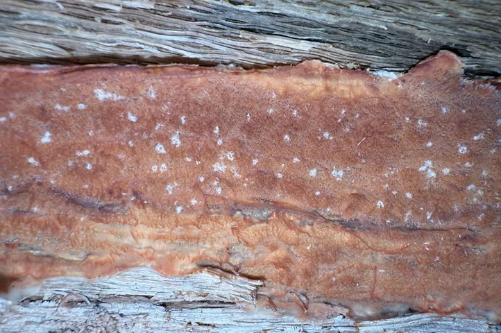 Trembling Crust (Merulius tremellosus)