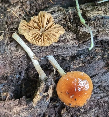 Viscid Bolbitius (Bolbitius viscosus)