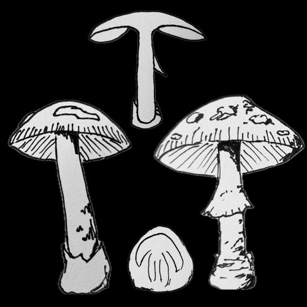 Amanita