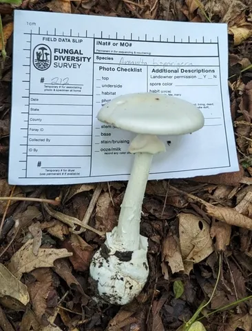 Great Felt Skirt Destroying Angel (Amanita magnivelaris)