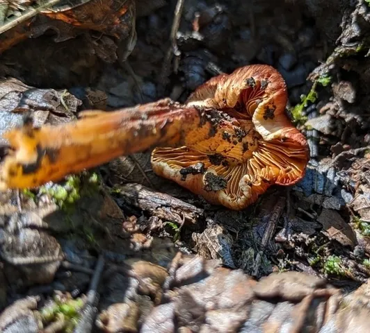 undefined (Inocybe sp-IN21)